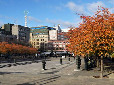 Stockholm | Kungsträdgården with cherry trees