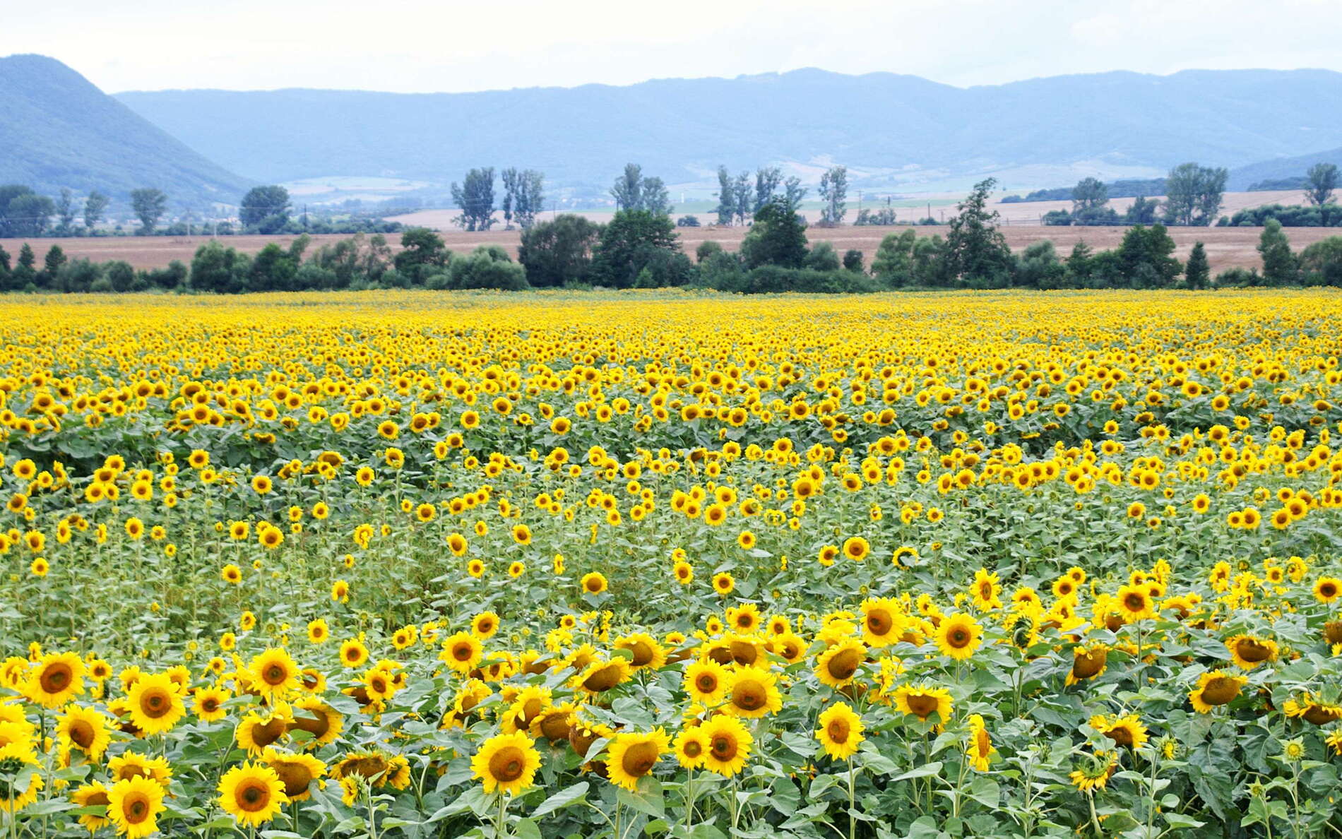 Slovenský kras NP | Sunflowers
