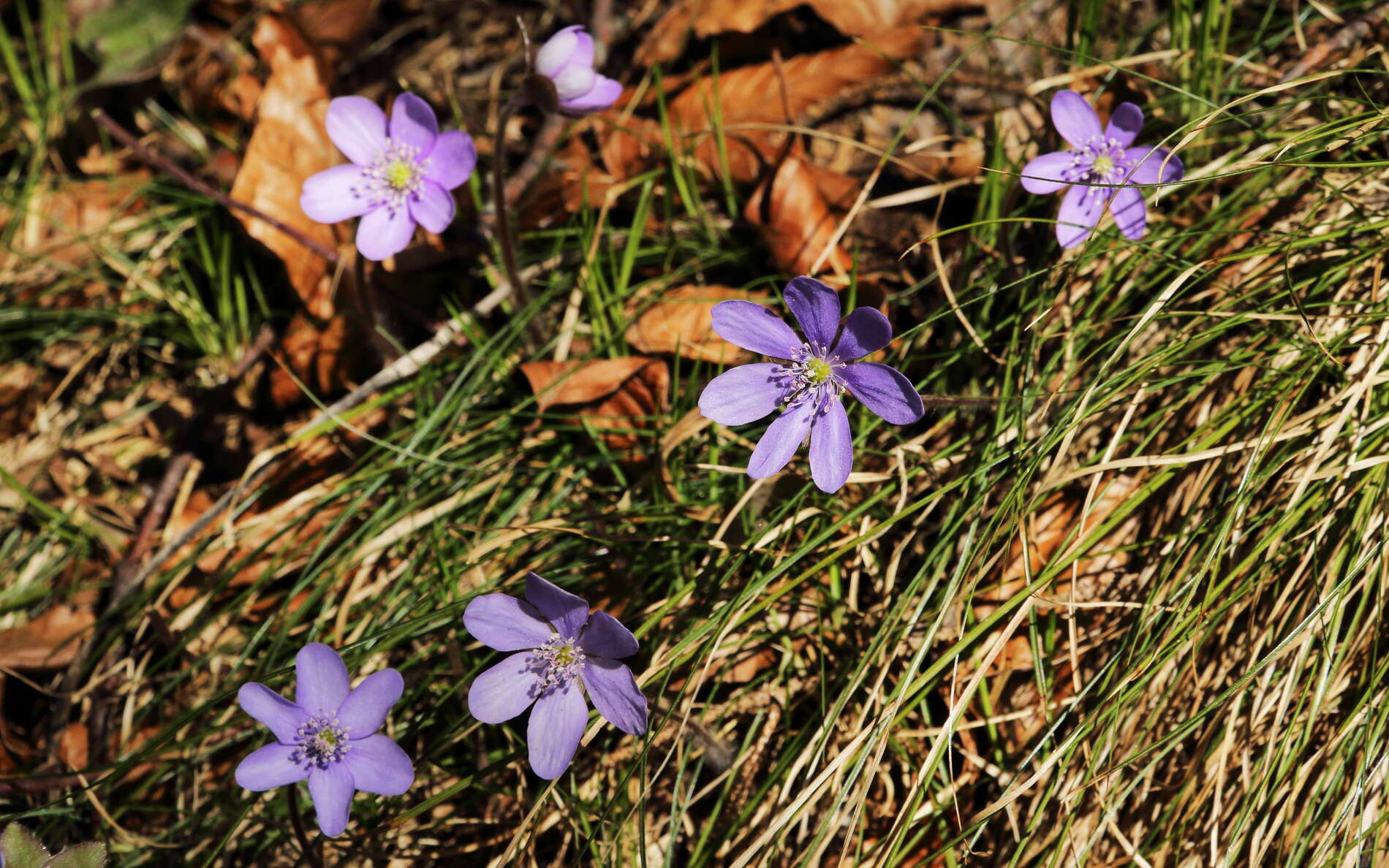Tegelberg | Spring flowers