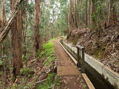 Boa Morte | Eucalyptus forest with Levada do Norte