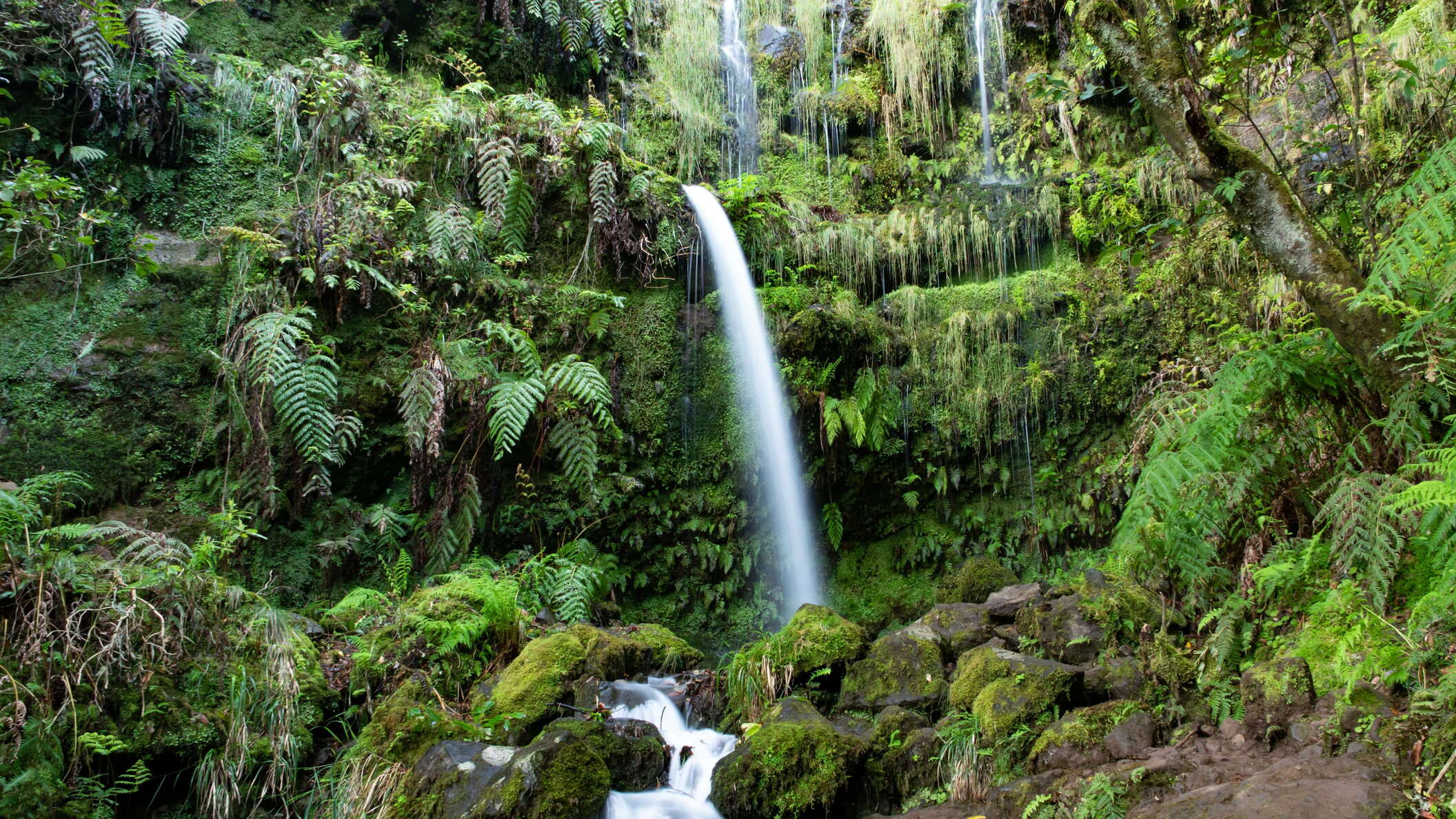 Levada do Caldeirão Verde | Waterfall