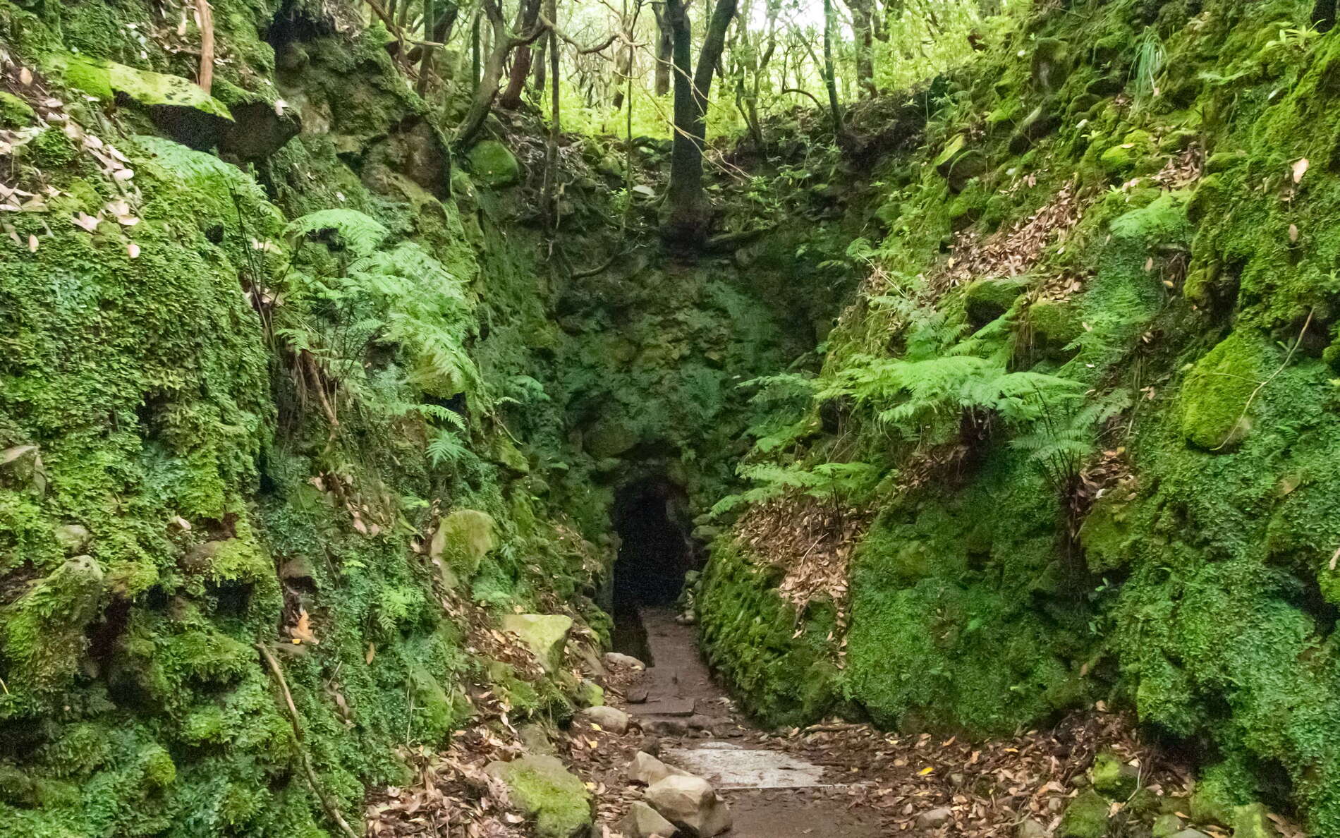 Levada do Caldeirão Verde with tunnel