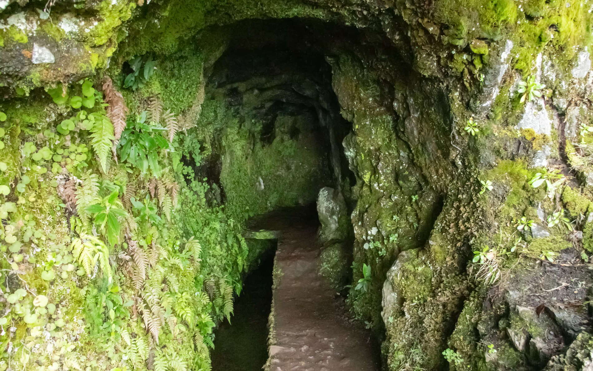 Levada do Caldeirão Verde | Tunnel
