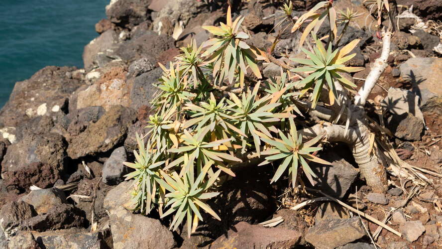 Fajã Quebrada Nova | Euphorbia piscatoria