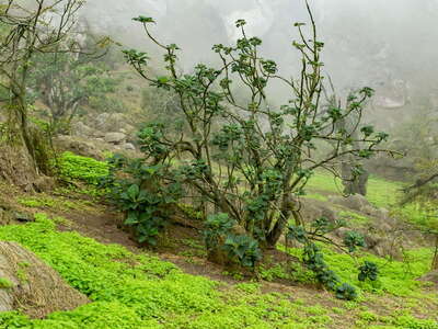 Lomas de Lachay with Vasconcellea candicans