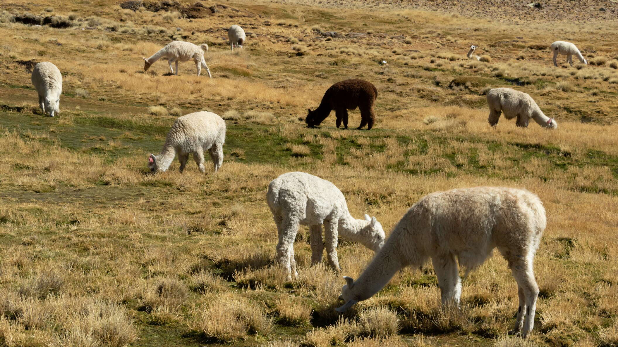 Vizcachane | Vega with llamas