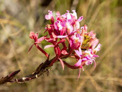 Quebrada Humantay | Epidendrum secundum