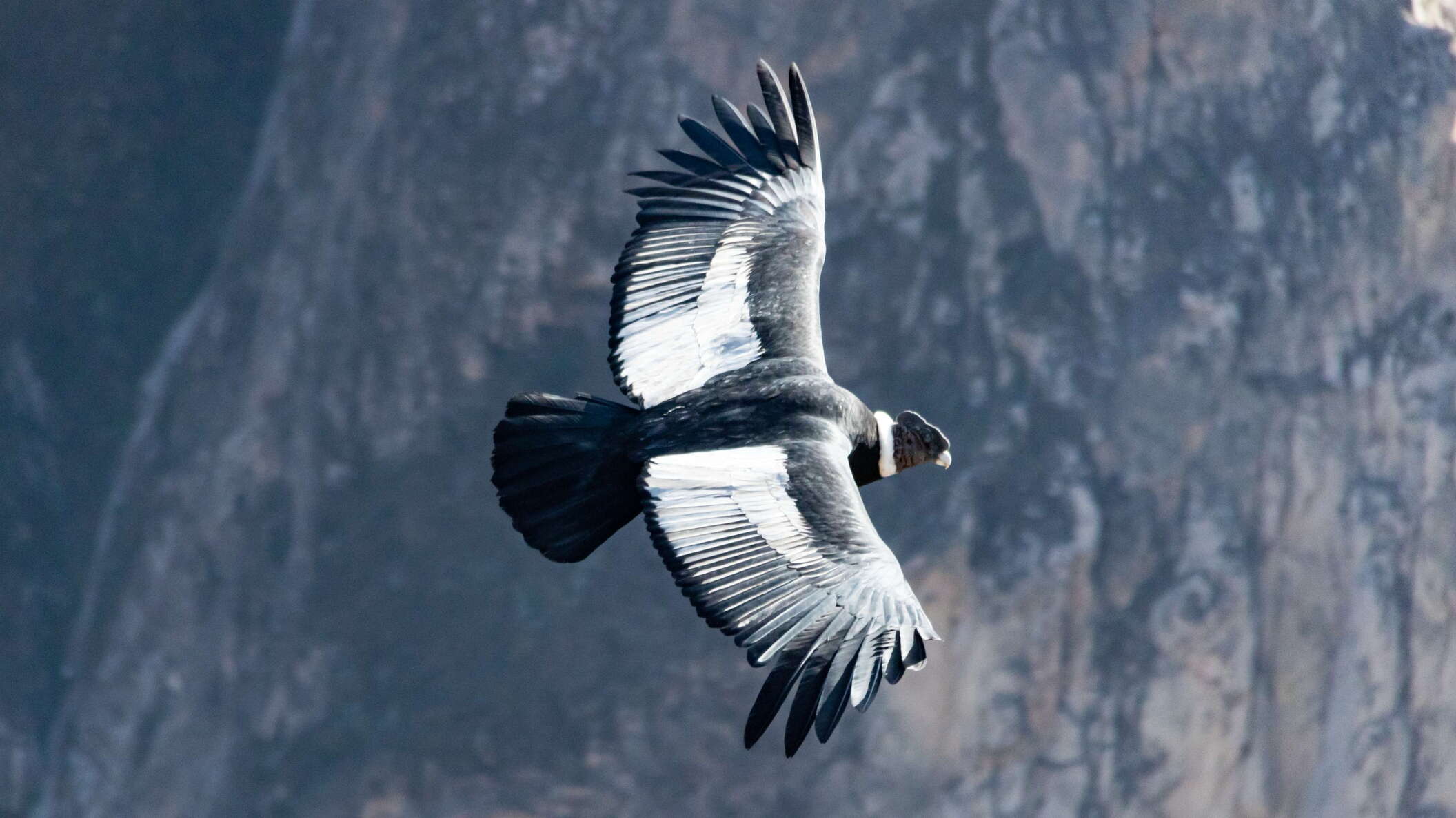 Cruz del Cóndor | Vultur gryphus