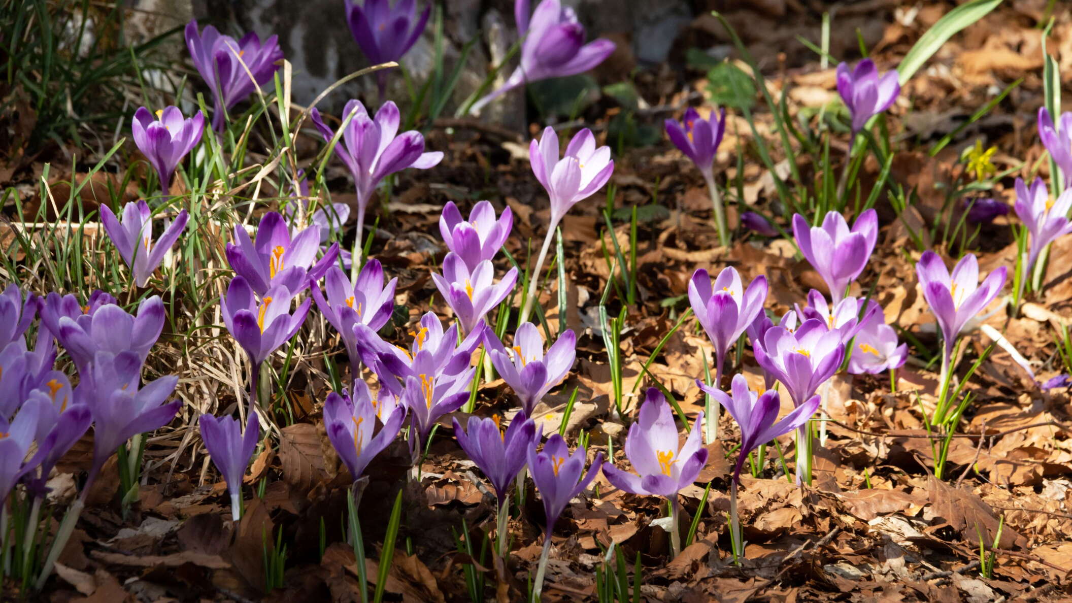 Istria | Spring flowers in the Učka mountains