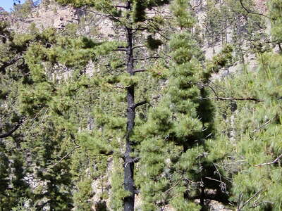 Vilaflor | Pinus canariensis