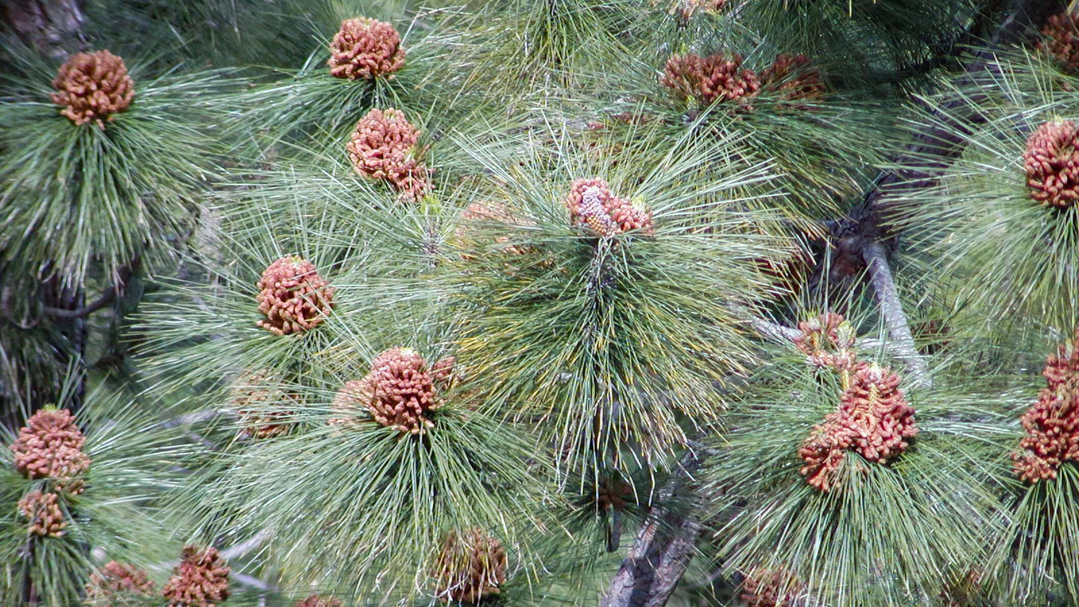 Cumbre Dorsal | Pinus canariensis