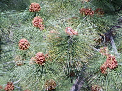 Cumbre Dorsal | Pinus canariensis