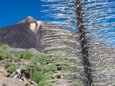 Echium wildpretii and Pico del Teide