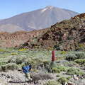 Las Cañadas with Echium wildpretii and Pico del Teide