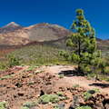 Montaña de Sámara with Pico del Teide and Pico Viejo
