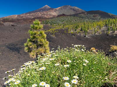 Argyranthemum tenerifae with Pico del Teide and Pico Viejo
