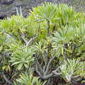 Barranco del Risco | Kleinia neriifolia