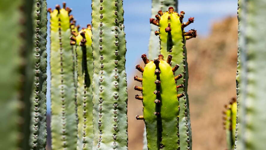 Macizo de Teno | Euphorbia canariensis