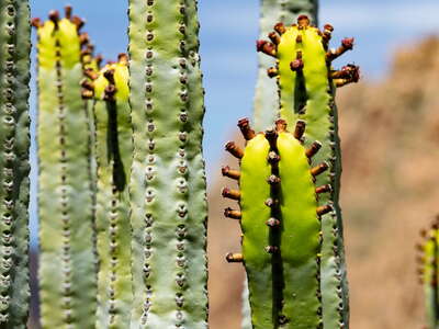 Macizo de Teno | Euphorbia canariensis