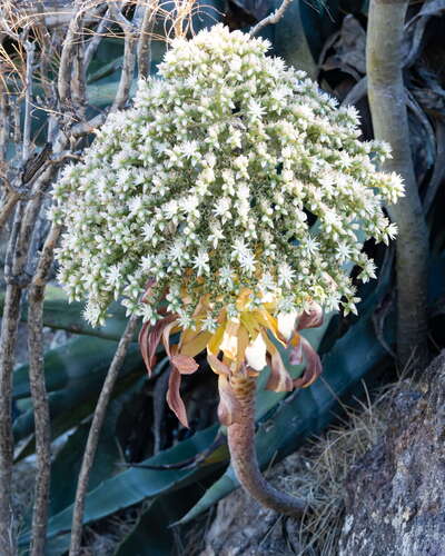 Macizo de Teno | Aeonium urbicum