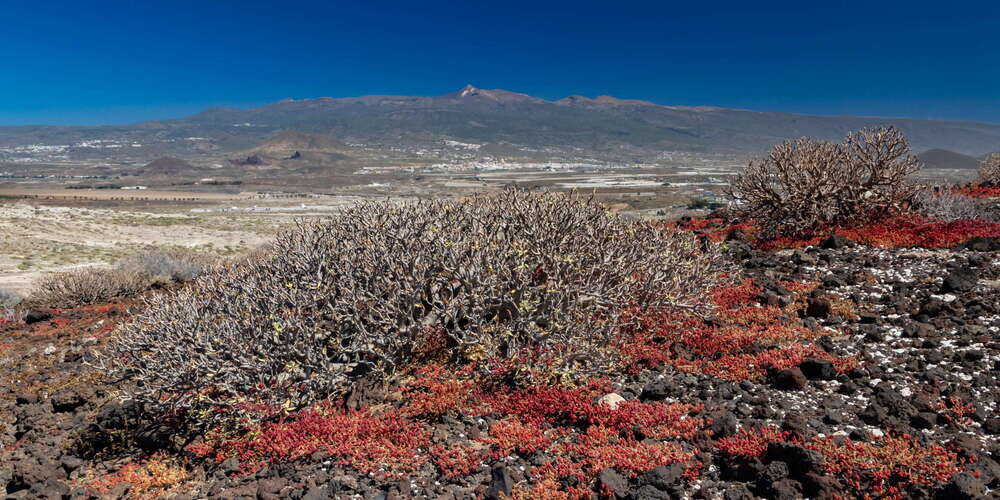 Montaña Bocinegro | Euphorbia balsamifera and Pico del Teide