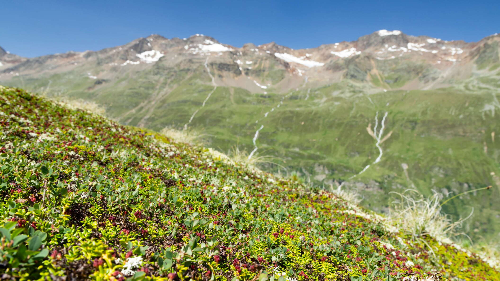 Obergurgl | Alpine dwarf shrub heathland