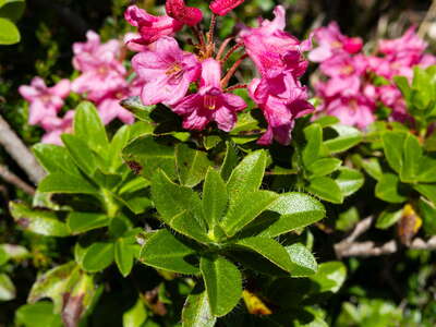Stubwieswipfel | Rhododendron hirsutum