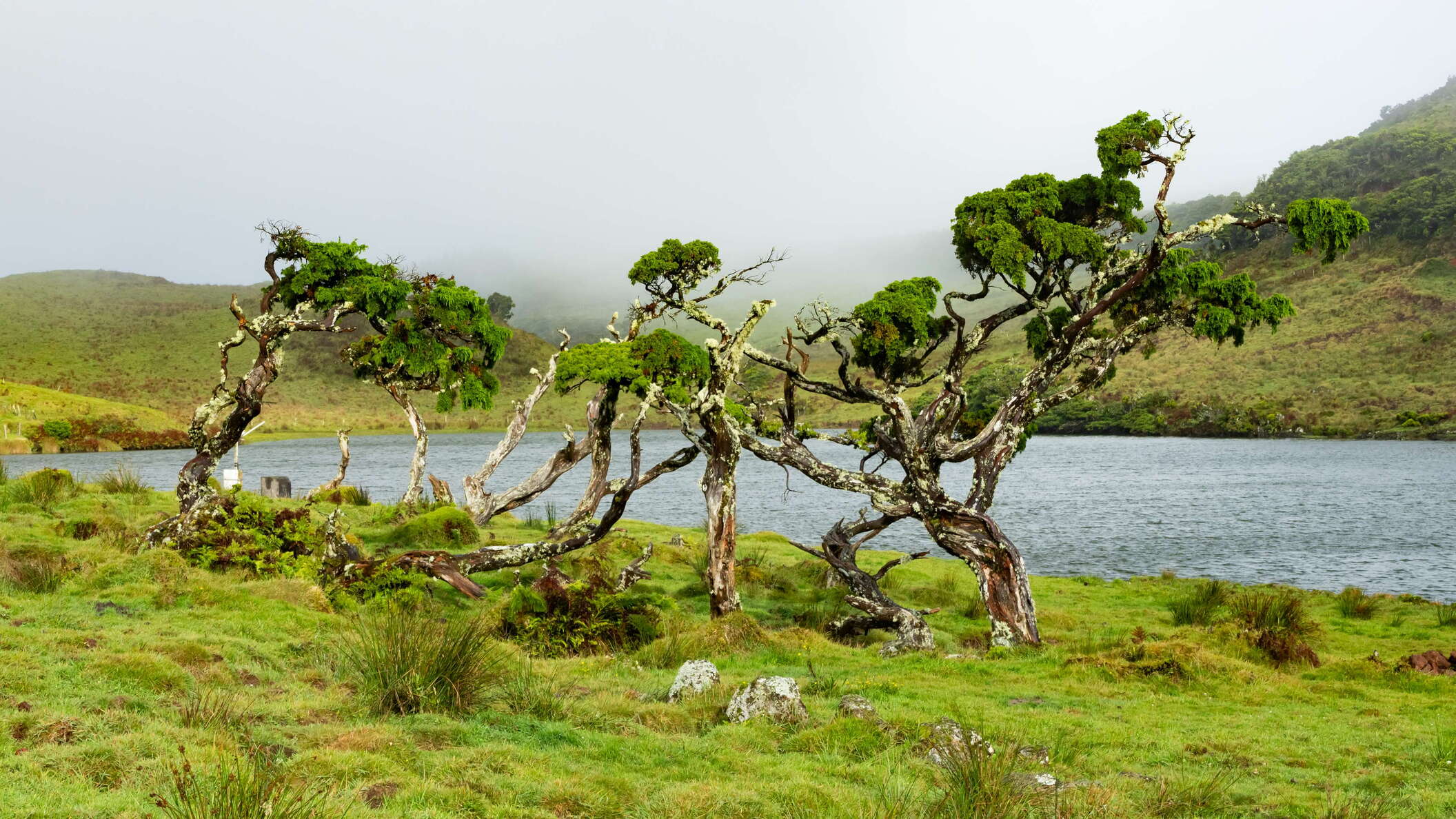Lagoa do Capitão with Juniperus brevifolia