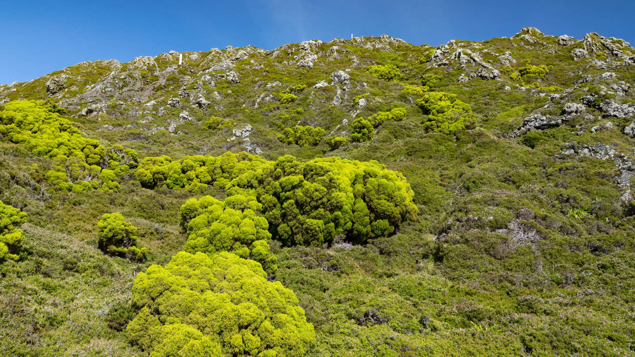 Montanha do Pico | Western slope with Erica azorica
