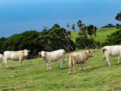 Ribeiras | Cattle