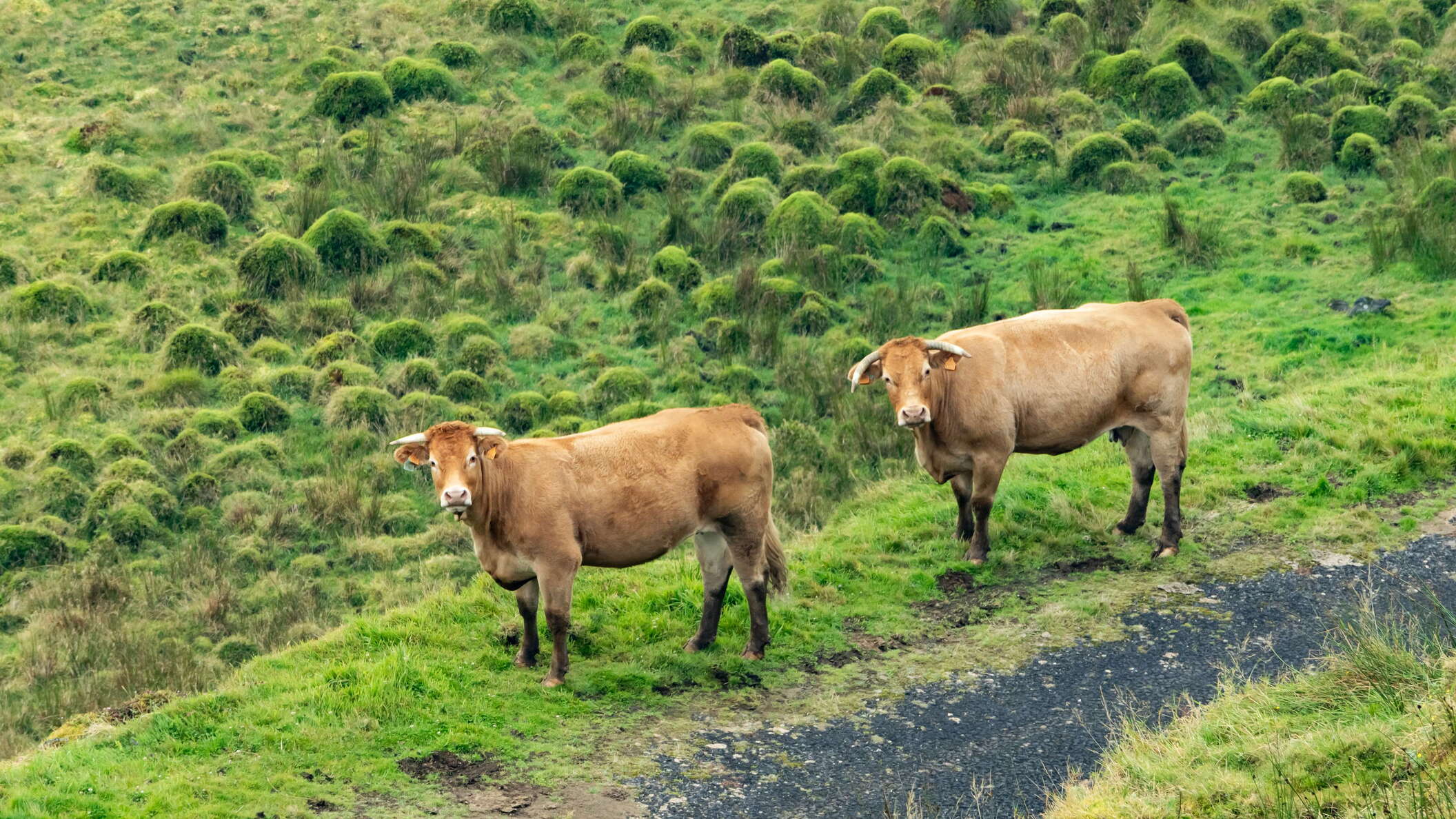 Achada plateau | Cattle