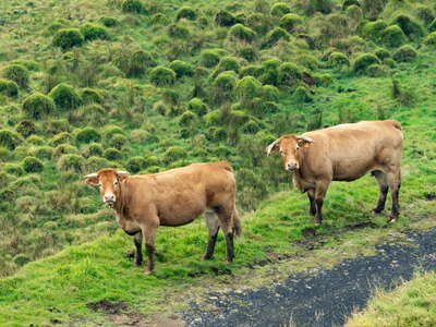 Achada Plateau | Cattle