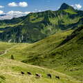Damüls | Alpe Oberdamüls with cattle