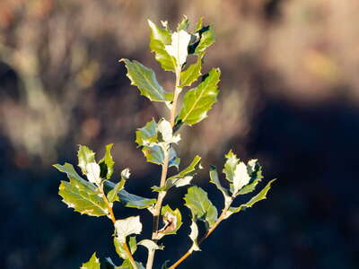 La Garrotxa | Evergreen oak