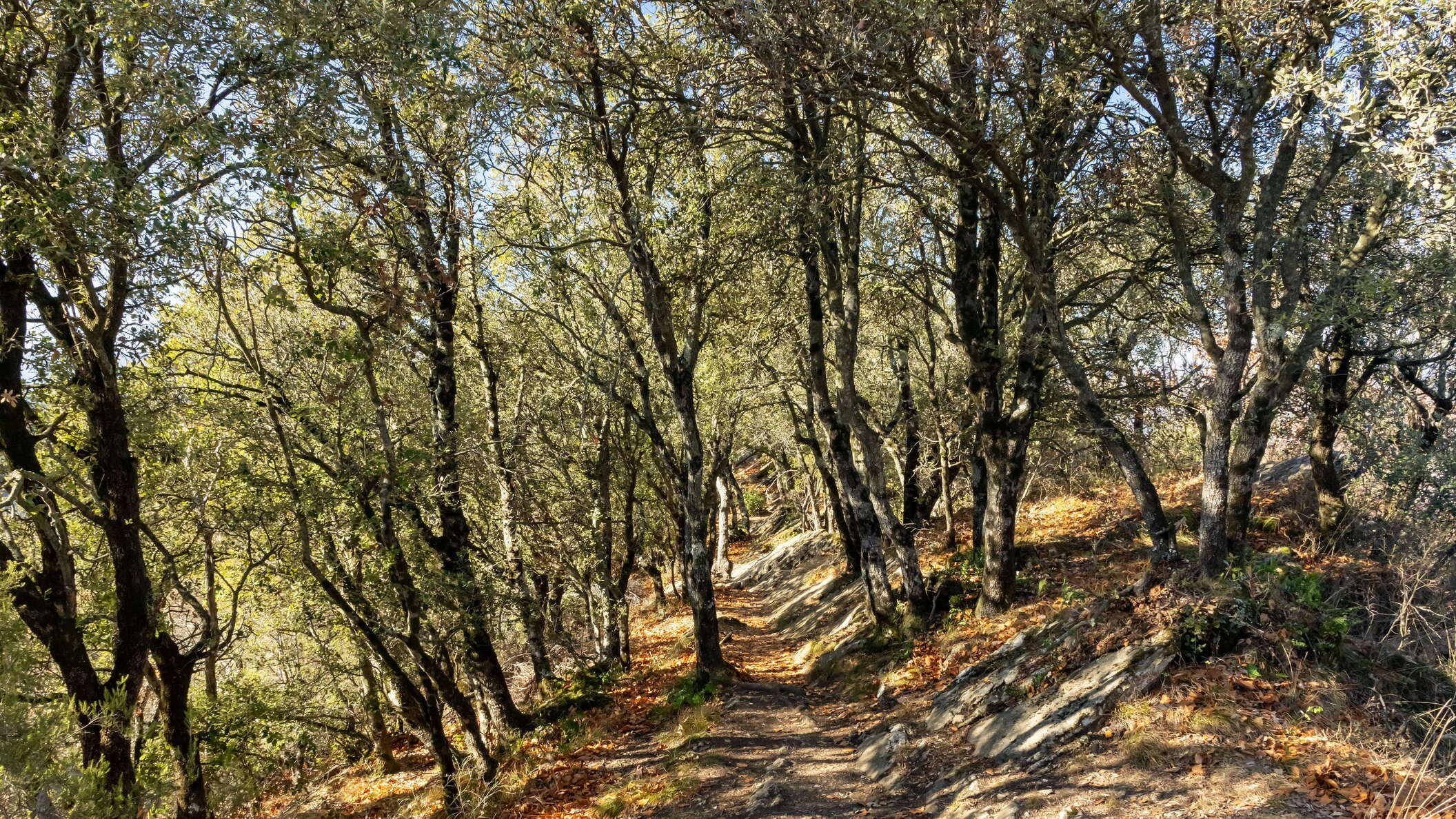La Garrotxa | Holly oak forest