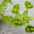 Zeeland | Euphorbia paralias