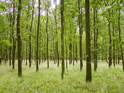 De Hoge Veluve | Oak forest