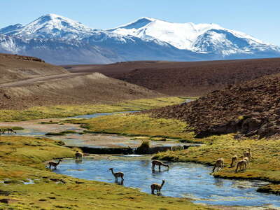 Putana | Río de Juana with vicuñas and Cerro Tocorpuri