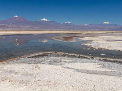 Salar de Atacama | Laguna de Chaxa with flamingo