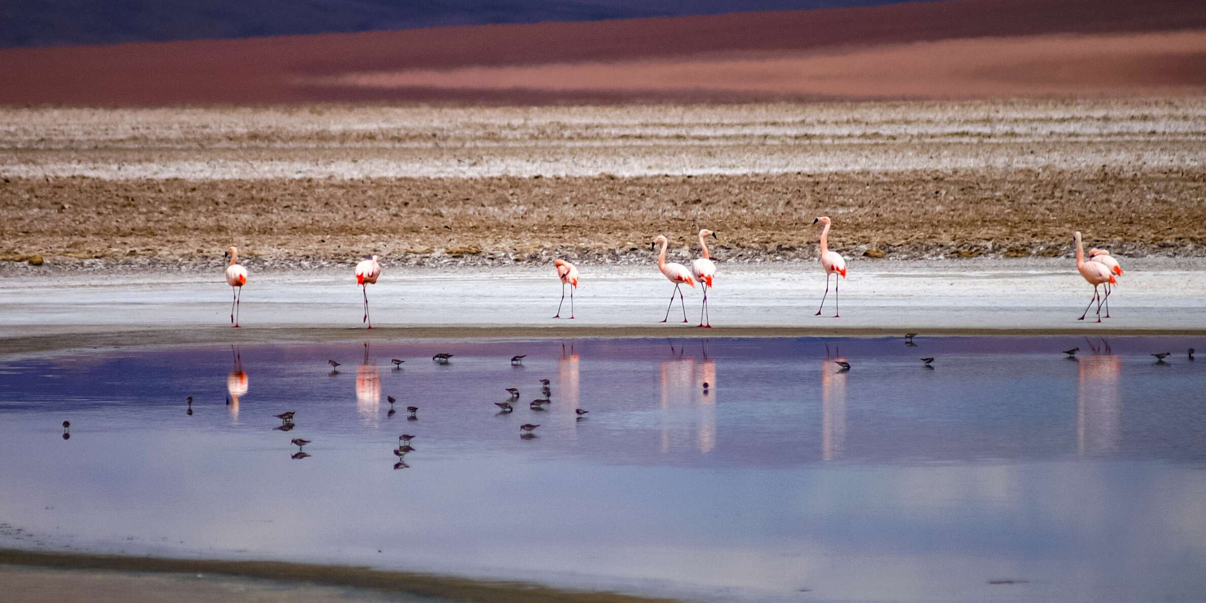 Salar de Quisquiro | Flamingos
