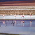 Salar de Quisquiro | Flamingos