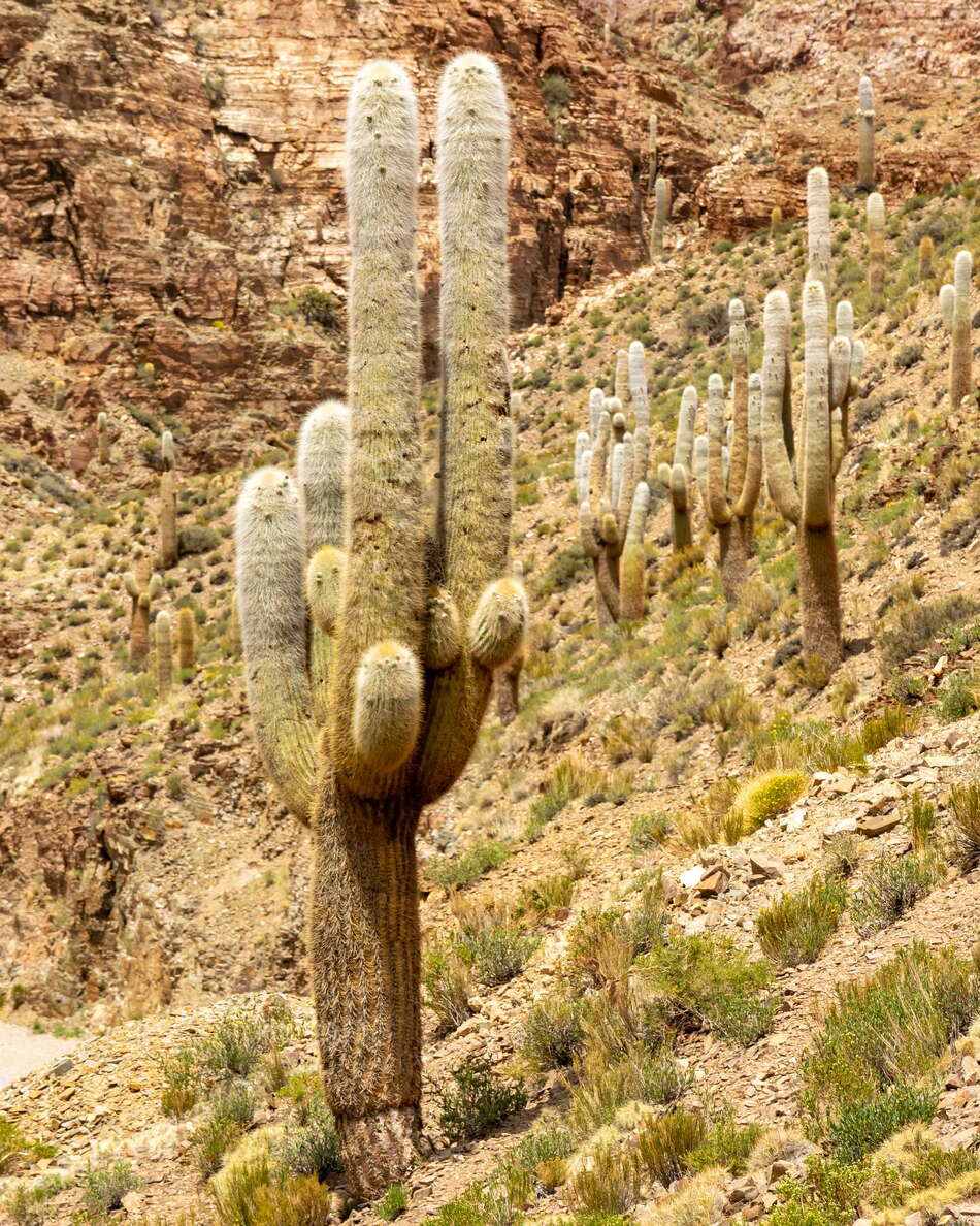 Susques | Columnar cacti