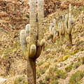Susques | Columnar cacti