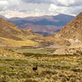 Susques | Pasture with llamas