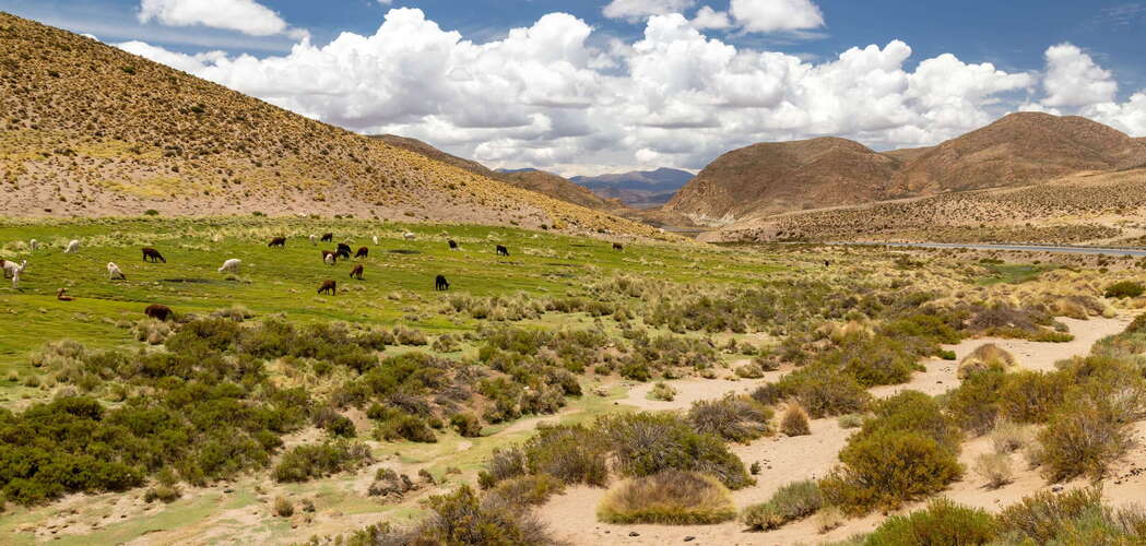 Susques | Pasture with llamas