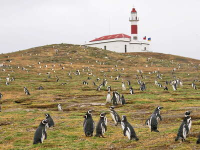 Isla Magdalena | Penguins and lighthouse