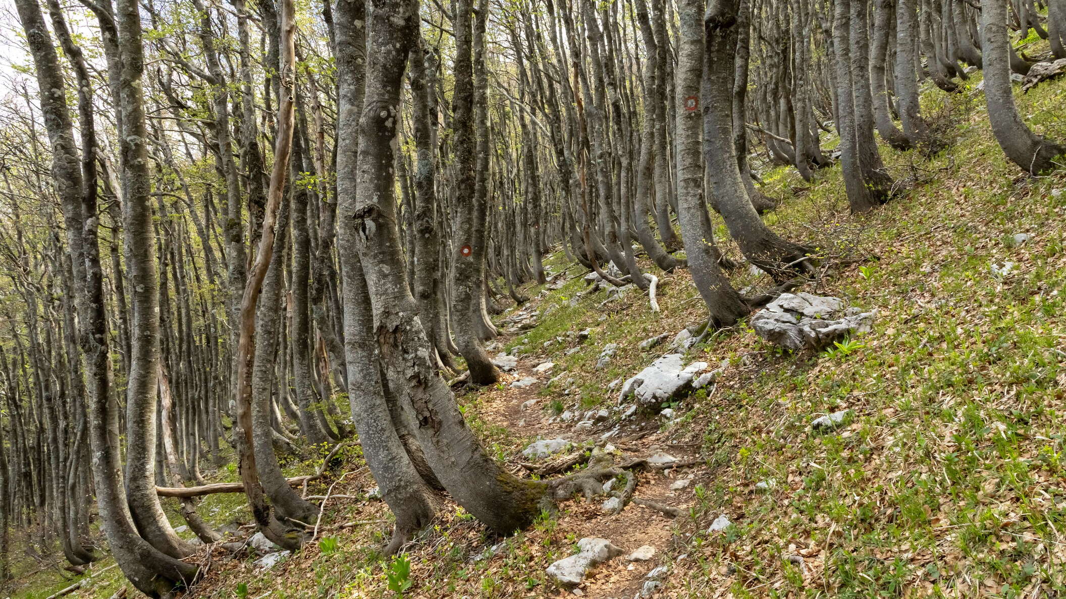Sjeverni Velebit | Beech forest with saber growth
