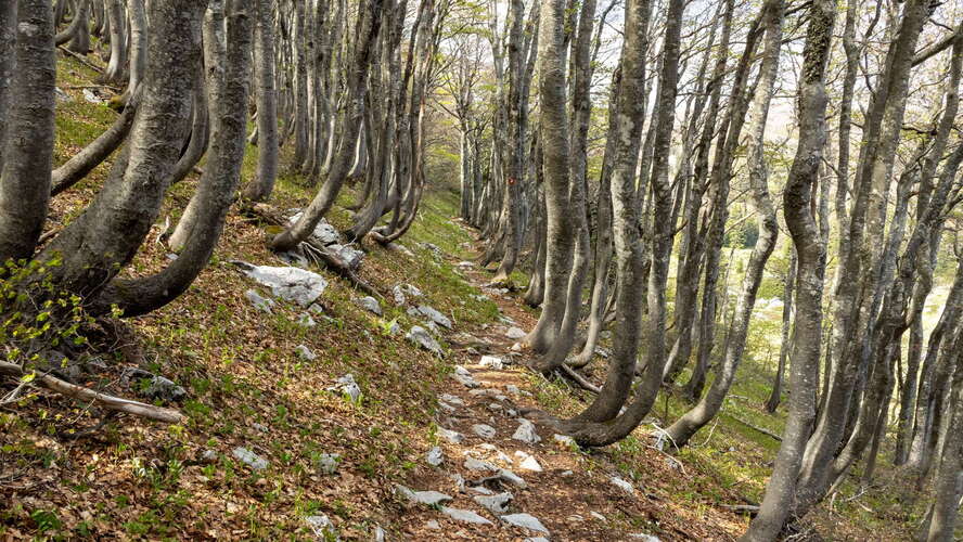 Sjeverni Velebit | Beech forest with saber growth