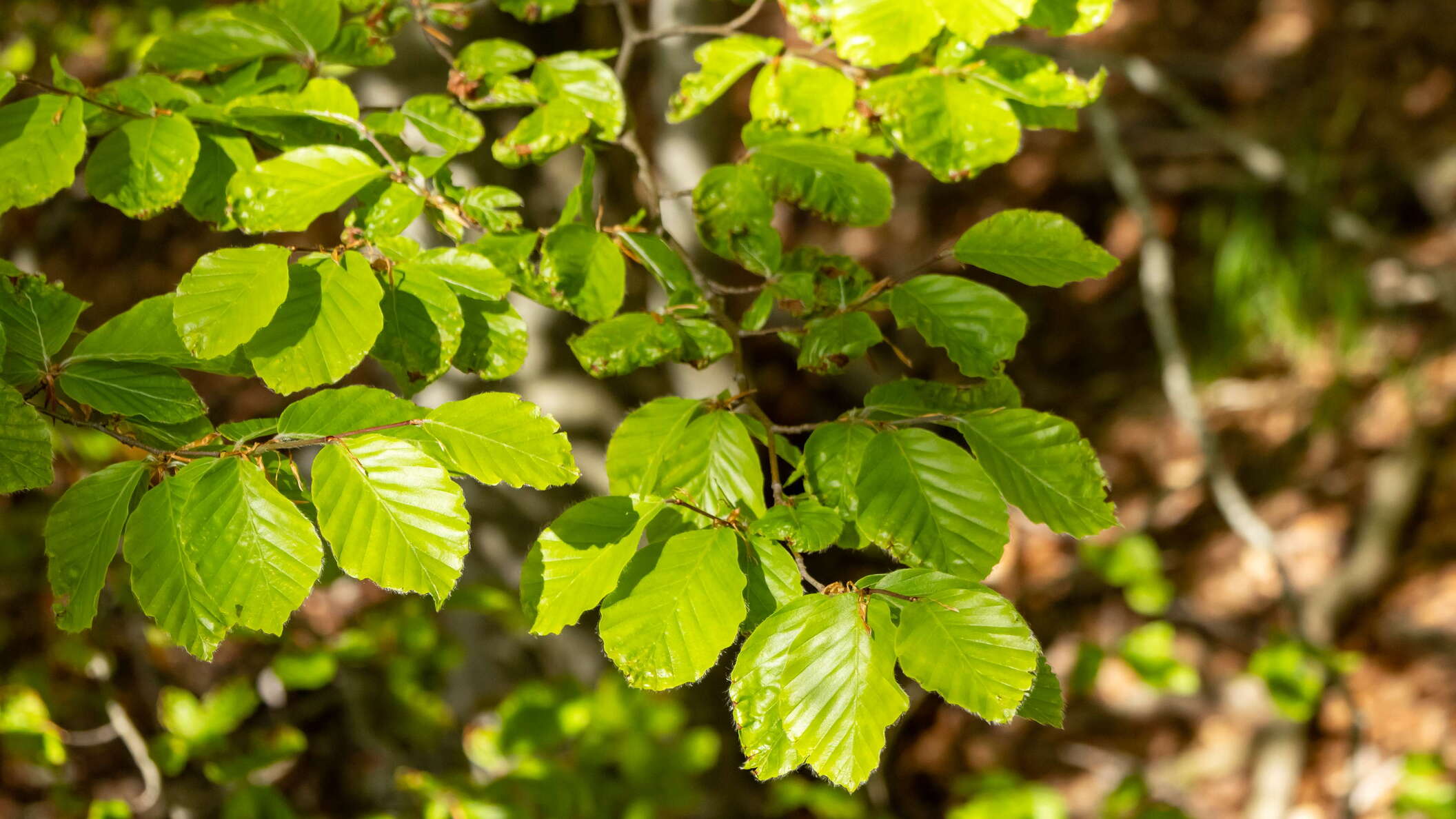 Dabarski kukovi | Beech leaves