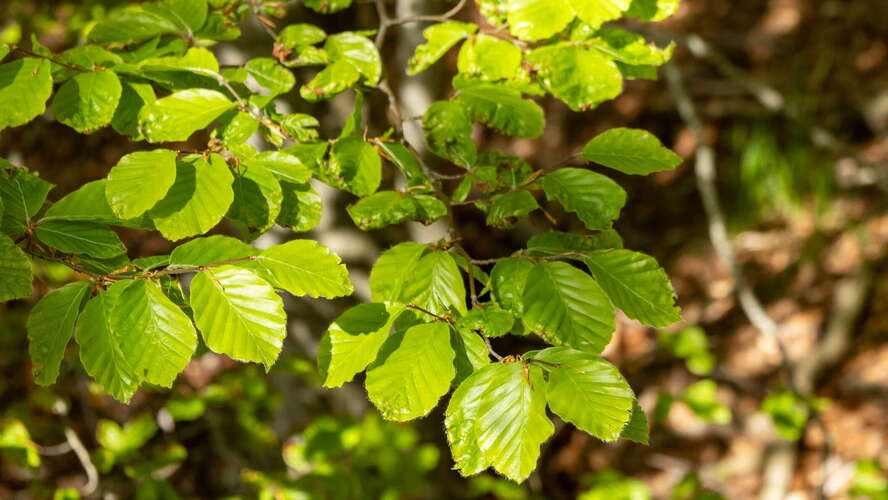Dabarski kukovi | Beech leaves